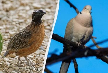 Пернаті барометри: учений назвав унікальних птахів, які віщують зміну погоди в Україні