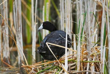 Считают ли птицы яйца в своих гнёздах: ответ вас удивит