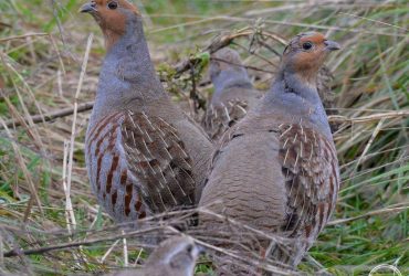 Ледь помітні: дослідники показали зграйки цікавих птахів, які мешкають біля Чорнобиля