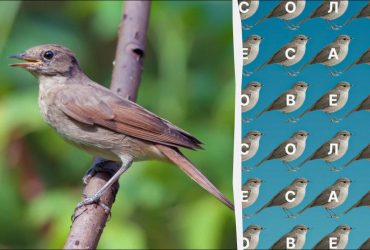 Только люди с глазами орла найдут слово соловей за 12 секунд: хитрая головоломка