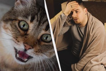 Почему кот кричит и будит в 5 утра: вредность не при чем - вот 5 реальных причин