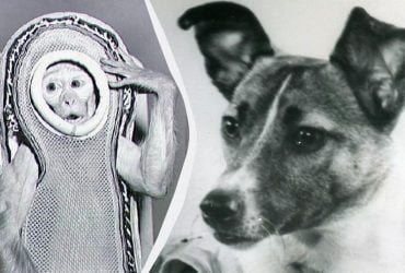 Некоторые из них так и не вернулись: названы 10 животных, которые побывали в космосе