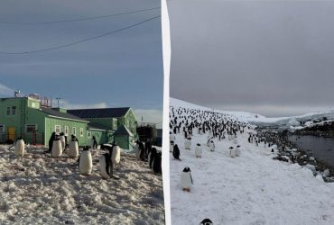 Станцію українських полярників взяли в облогу 7 тисяч пінгвінів (фото)