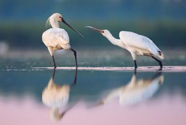 Україна ризикує втратити одного з найкрасивіших птахів: біолог розкрив причину