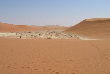 Цей жук здатний вижити в одному з найбільш посушливих місць на Землі завдяки хитрому трюку
