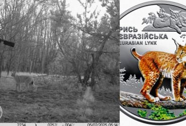 Возле Чернобыля фотоловушка зафиксировала редкую встречу двух хищников