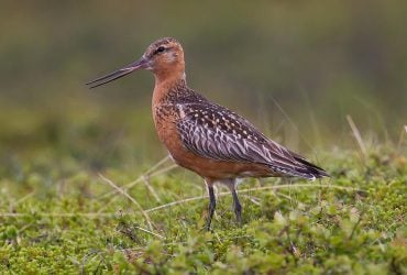 Птахи одного з видів з'їдають свої внутрішні органи: для чого вони це роблять