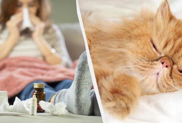 Могут ли кошки заразиться простудой от человека: ветеринары объяснили важные моменты
