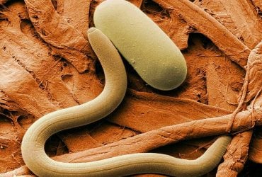 Ученые реанимировали червя, который пролежал в вечной мерзлоте более 46 000 лет