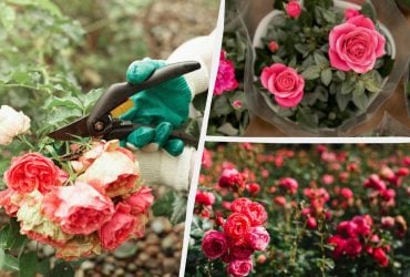 Як з однієї троянди виростити цілу клумбу: спосіб, який спрацює навіть у новачків