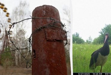 Избегает людей: возле Чернобыля зафиксировали редкую птицу (фото)
