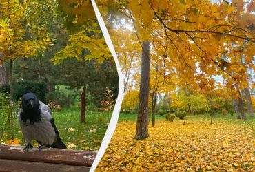 Завтра в Киев вернется 10-градусное тепло