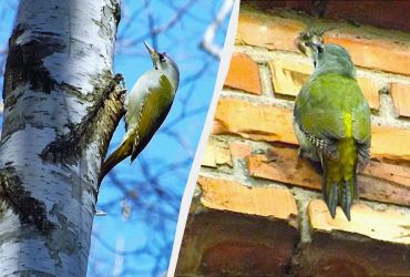 В Украине живет очень редкий дятел зеленого цвета: его мало кто видел