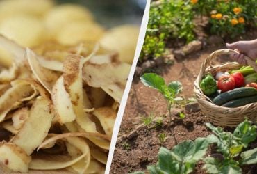 Ніколи не викидаю картопляну шкірку: ось як нею удобрити город для рекордного врожаю