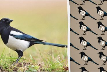 Тільки справжній геній знайде слово сорока за 9 секунд:  дивовижна головоломка