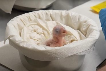 Невероятно редкий птенец попугая вылупился в европейском зоопарке (видео)
