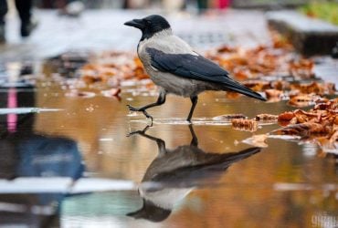 28 жовтня майже по всій Україні дощитиме