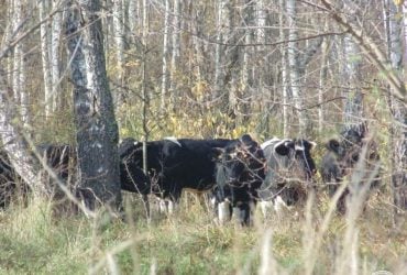 В районе Чернобыля исследователи наткнулись на одичавшее стадо: что это за животные (фото)