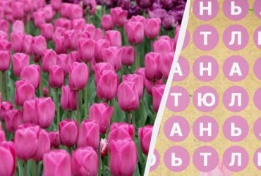 Тільки 2% людей знаходять слово тюльпан за 8 секунд: дивовижна головоломка