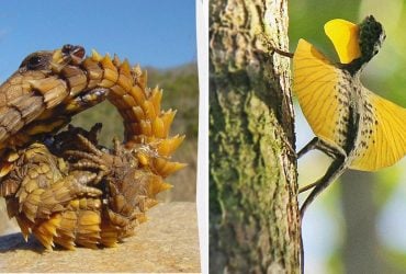 Наче з фантастичних фільмів: як виглядають 7 найдивніших ящірок у світі (фото)