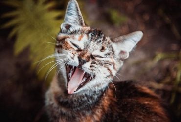 Почему кошка постоянно мяукает: ветеринары назвали 7 важных сигналов