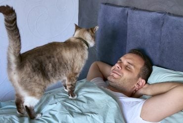 У кошек есть любимый человек для сна: как они выбирают, с кем спать