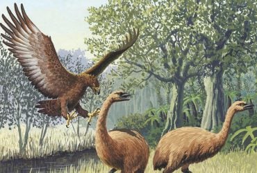 Лякав людей та їв величезних птахів: що відомо про найбільшого орла в історії