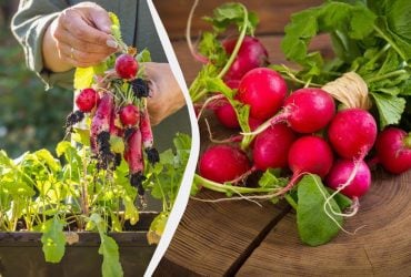 Як виростити редис у квартирі за 25 днів: досвідчені садівники поділилися порадами