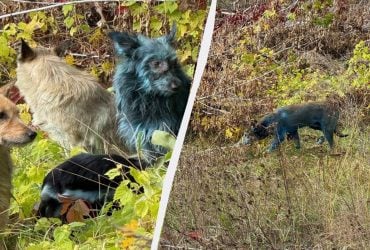 В районі Чорнобиля зафіксували синіх собак: дослідники припустили, що сталося