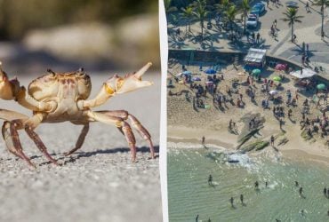 Туристов предупреждают: на популярном курорте заметили опасного краба