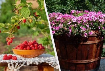 Эти 7 растений нужно посадить именно в ноябре: сейчас для них идеальное время