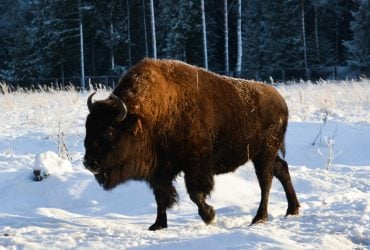 Велетні в Україні, але гібриди в РФ: науковець розповів про незвичну тварину на Кавказі