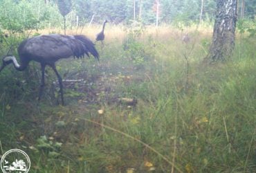 В районі Чорнобиля помітили обережного господаря боліт: що це за птах (фото)