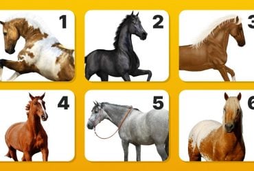 Виберіть коня і дізнайтеся про себе щось нове: разюче точний тест
