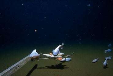 Ученые сняли на камеру самую глубоководную рыбу в мире: как она выглядит (фото, видео)