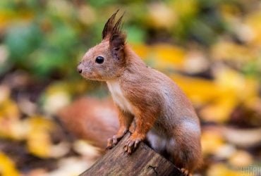 Листопад в Україні розпочнеться теплом, лише в кількох областях похолоднішає