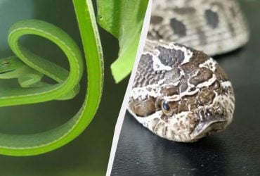 Этих ядовитых змей часто держат дома: что будет, если они укусят человека