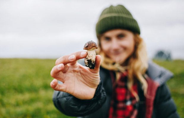 Какие грибы можно собирать и есть в октябре: 7 вкусных видов