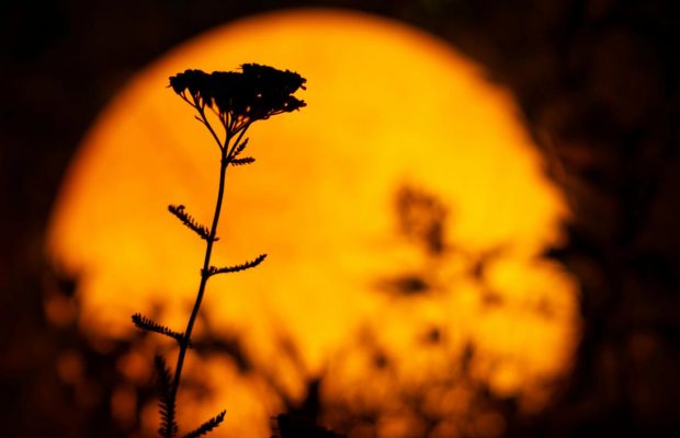 Суперповня 7 жовтня 2025: коли спостерігати та астрологічний прогноз для знаків Зодіаку