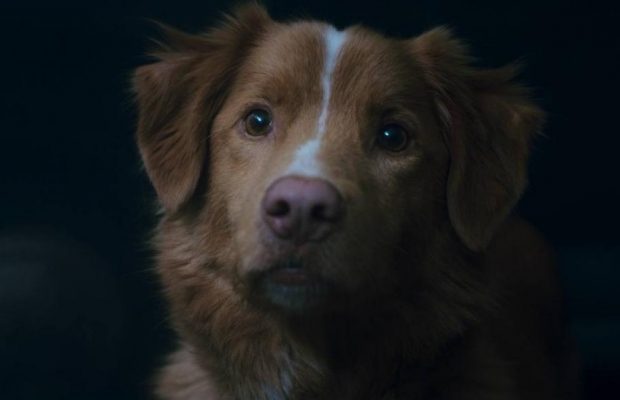 "Хороший мальчик": интересные факты о рейтинговом ужастике, показанном глазами собаки
