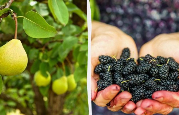 Експерти назвали фруктові дерева, які ніколи не слід садити біля будинку