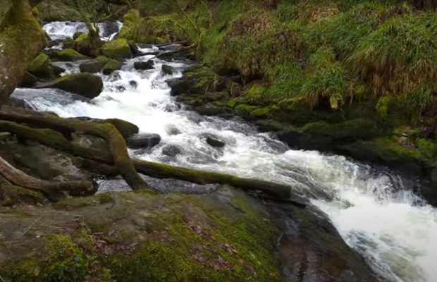 Казковий стародавній ліс у Великій Британії можна відвідати безкоштовно: в чому його родзинка