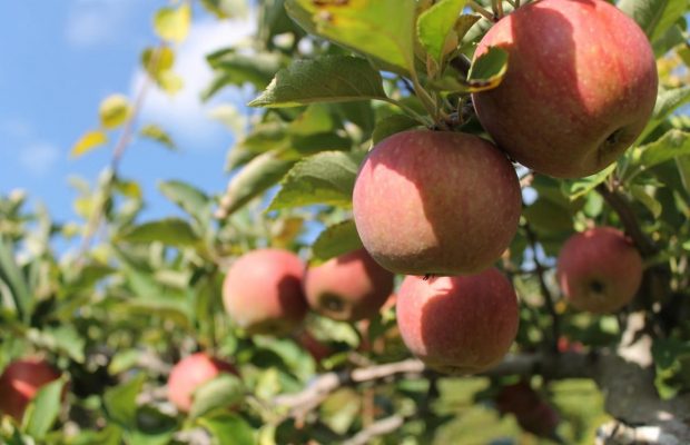 Садівник розповів, як правильно збирати яблука зараз, щоб ласувати ними взимку