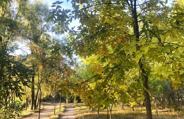 Эксперты назвали 9 вечнозеленых деревьев, которые никогда не следует сажать в своем саду