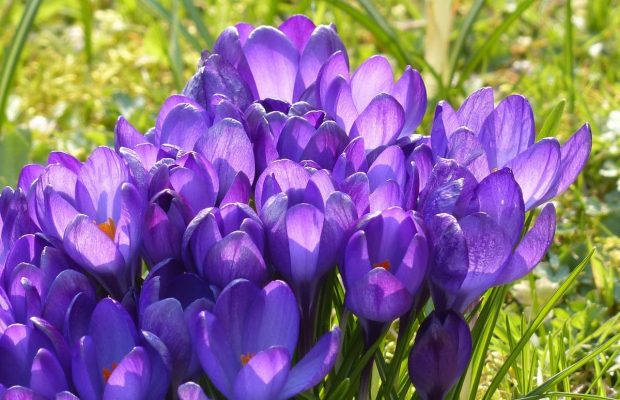 Не тільки тюльпани: ці сім цибулевих квітів варто встигнути посадити у жовтні