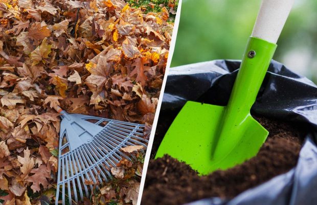Секрет досвідчених дачників: як з опалого листя зробити добриво за 2 місяці