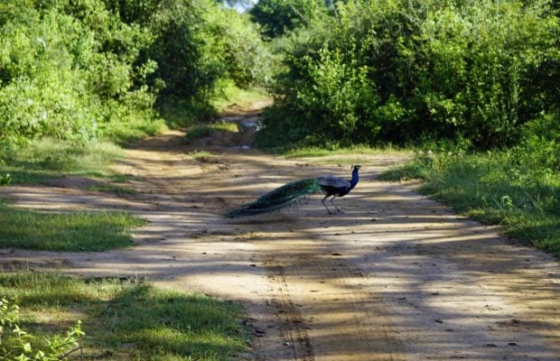 Від Уельсу до Шрі-Ланки: названо найкращі місця для спостереження за дикою природою