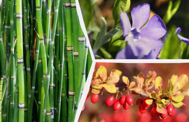 Які декоративні рослини краще не садити біля дому: експерти назвали 10 небажаних видів