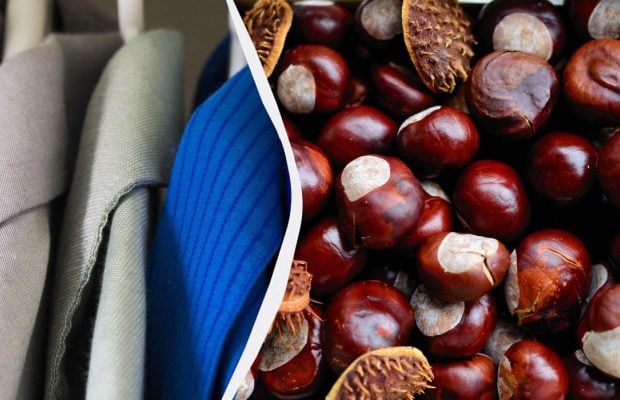 Два-три каштана в шкаф - и многолетняя проблема решится сама собой: о чем идет речь