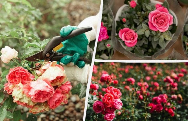 Як з однієї троянди виростити цілу клумбу: спосіб, який спрацює навіть у новачків